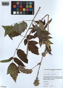 Actaea cimicifuga L., Siberia, Altai & Sayany Mountains (S2) (Russia)