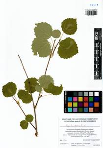 Populus tremula L., Siberia, Baikal & Transbaikal region (S4) (Russia)