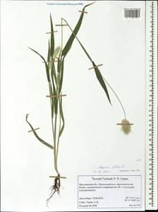 Lagurus ovatus L., Eastern Europe, Central forest region (E5) (Russia)