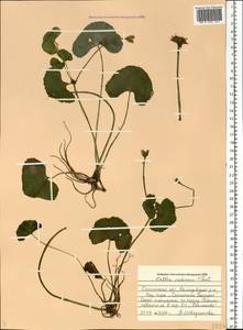 Caltha palustris var. radicans (T.F.Forst.) Beck, Eastern Europe, Western region (E3) (Russia)