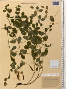 Lathyrus roseus Steven, Caucasus, Krasnodar Krai & Adygea (K1a) (Russia)
