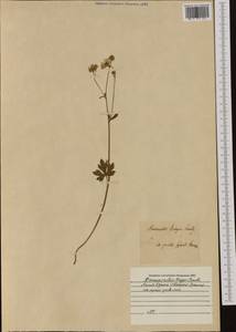 Ranunculus polyanthemos subsp. nemorosus (DC.) Schübl. & G. Martens, Western Europe (EUR) (Austria)