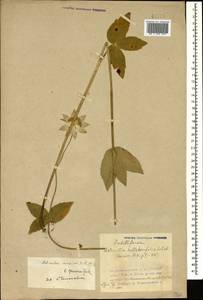 Astrantia maxima Pall., Caucasus, Azerbaijan (K6) (Azerbaijan)
