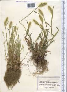 Setaria viridis (L.) P.Beauv., Middle Asia, Northern & Central Tian Shan (M4) (Kyrgyzstan)
