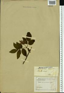 Sambucus racemosa L., Eastern Europe, South Ukrainian region (E12) (Ukraine)