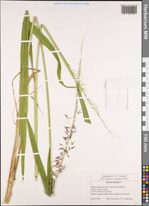Zizania aquatica L., Eastern Europe, Volga-Kama region (E7) (Russia)