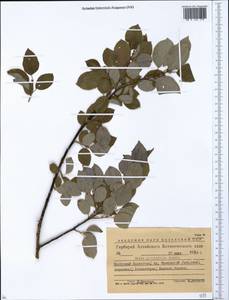 Salix pyrolifolia Ledeb., Siberia, Western (Kazakhstan) Altai Mountains (S2a) (Kazakhstan)