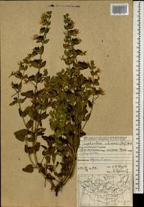 Nepeta lophanthus (L.) Fisch. ex Loew, Mongolia (MONG) (Mongolia)