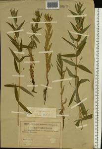 Gratiola officinalis L., Eastern Europe, Lower Volga region (E9) (Russia)