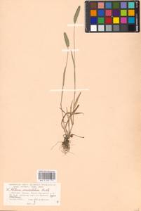 Phleum paniculatum Huds., Eastern Europe, Moscow region (E4a) (Russia)