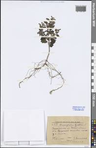 Dracocephalum thymiflorum L., Eastern Europe, Lower Volga region (E9) (Russia)