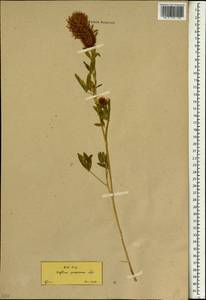 Trifolium purpureum Loisel., South Asia, South Asia (Asia outside ex-Soviet states and Mongolia) (ASIA) (Turkey)