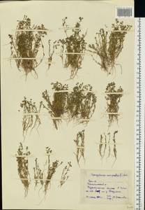 Spergularia rubra (L.) J. Presl & C. Presl, Eastern Europe, Eastern region (E10) (Russia)