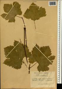 Vitis vinifera L., South Asia, South Asia (Asia outside ex-Soviet states and Mongolia) (ASIA) (China)