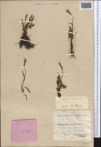 Bistorta vivipara (L.) Delarbre, Middle Asia, Pamir & Pamiro-Alai (M2) (Tajikistan)