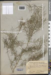 Asparagus schoberioides Kunth, Siberia, Russian Far East (S6) (Russia)