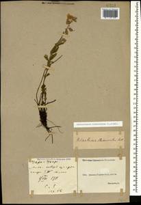 Helianthemum nummularium (L.) Mill., Caucasus, Georgia (K4) (Georgia)