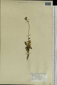 Crepis multicaulis Ledeb., Siberia, Altai & Sayany Mountains (S2) (Russia)