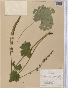 Tellima grandiflora (Pursh) Douglas ex Lindley, America (AMER) (United States)