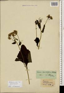 Caucasalia macrophylla (M. Bieb.) B. Nord., Caucasus, Krasnodar Krai & Adygea (K1a) (Russia)