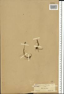 Eriophorum scheuchzeri Hoppe, Eastern Europe, Northern region (E1) (Russia)