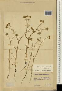 Valerianella coronata (L.) DC., Crimea (KRYM) (Russia)