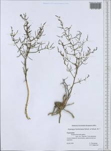 Asparagus breslerianus Schult. & Schult.f., Middle Asia, Kopet Dag, Badkhyz, Small & Great Balkhan (M1) (Turkmenistan)