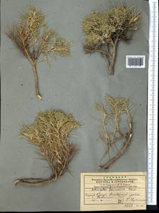 Astragalus lasiosemius Boiss., Middle Asia, Pamir & Pamiro-Alai (M2) (Uzbekistan)