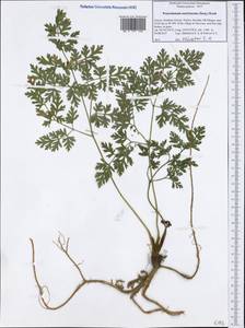 Pteroselinum austriacum (Jacq.) Rchb., Western Europe (EUR) (Greece)