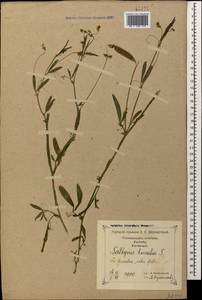Lathyrus hirsutus L., Caucasus, Georgia (K4) (Georgia)