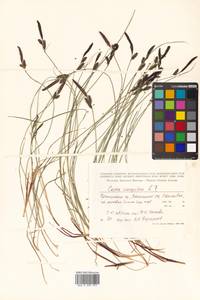 Carex cespitosa var. minuta (Franch.) Kük., Siberia, Russian Far East (S6) (Russia)
