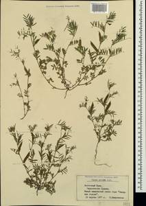 Vicia sativa subsp. nigra (L.)Ehrh., Crimea (KRYM) (Russia)