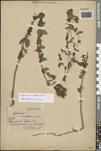 Hypericum maculatum Crantz, Eastern Europe, Central forest-and-steppe region (E6) (Russia)