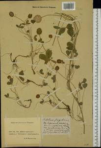 Trifolium fragiferum L., Eastern Europe, Rostov Oblast (E12a) (Russia)