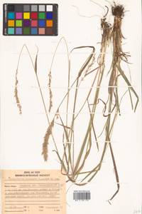 Calamagrostis arundinacea (L.) Roth, Siberia, Russian Far East (S6) (Russia)