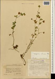 Trifolium tumens M.Bieb., Caucasus, Armenia (K5) (Armenia)