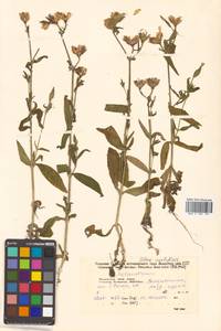 Silene noctiflora L., Siberia, Russian Far East (S6) (Russia)