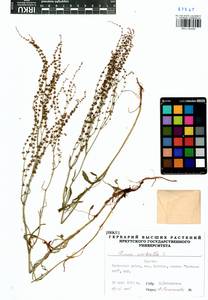 Rumex acetosella L., Siberia, Baikal & Transbaikal region (S4) (Russia)