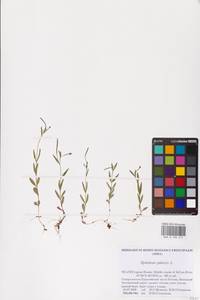 Epilobium palustre L., Eastern Europe, Northern region (E1) (Russia)