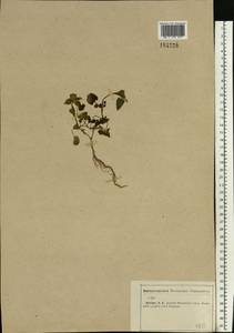 Lamium purpureum L., Eastern Europe, Central region (E4) (Russia)