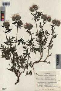 KUZ 018 194, Phacelia tanacetifolia Benth., Siberia, Altai & Sayany Mountains (S2) (Russia)