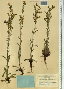 Campanula sibirica L., Siberia, Altai & Sayany Mountains (S2) (Russia)