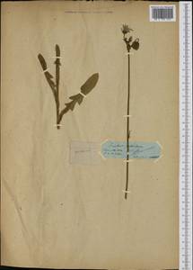 Sonchus palustris L., Caucasus (no precise locality) (K0) (Not classified)