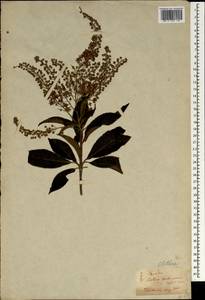 Clethra barbinervis Siebold & Zucc., South Asia, South Asia (Asia outside ex-Soviet states and Mongolia) (ASIA) (Japan)