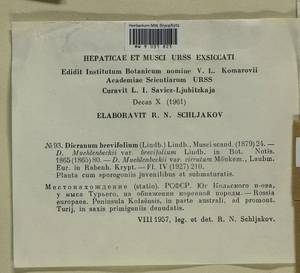 Dicranum brevifolium (Lindb.) Lindb., Bryophytes, Bryophytes - Karelia, Leningrad & Murmansk Oblasts (B4) (Russia)