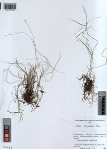 KUZ 002 951, Carex disperma Dewey, Siberia, Altai & Sayany Mountains (S2) (Russia)