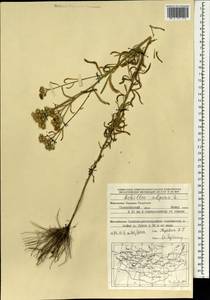 Achillea alpina subsp. alpina, Mongolia (MONG) (Mongolia)