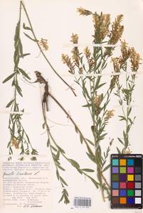 Genista tinctoria L., Eastern Europe, Lower Volga region (E9) (Russia)