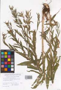 Centaurea trichocephala M. Bieb. ex Willd., Eastern Europe, Rostov Oblast (E12a) (Russia)