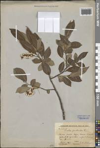 Salix pentandra L., Eastern Europe, Northern region (E1) (Russia)